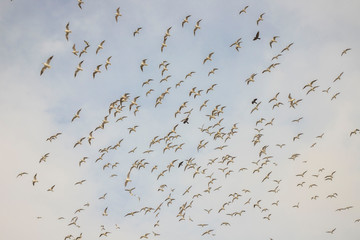 Birds in flight, freedom. Silhouette. Flock of birds.