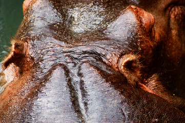The glossy wet back of a hippo's head