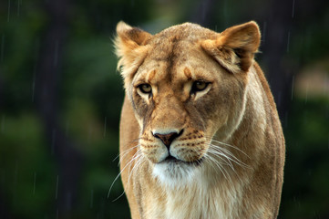 Fototapeta na wymiar Beautiful lioness portrait