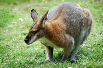 Australian Wallaby in crouched position