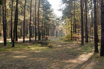 forest panorama on a sunny summer day Full frame zoom