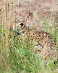 Cotton-tail Rabbit