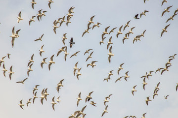 Birds in flight, freedom. Silhouette. Flock of birds.