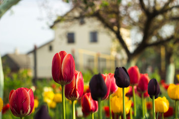 Fototapeta premium Yellow, red and black tulips with fringe on the background of houses. Bright spring flowers grow between trees in the garden.