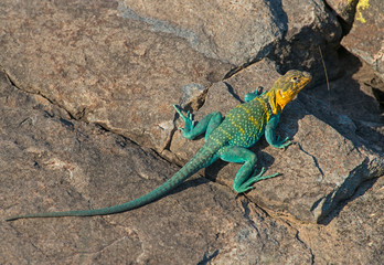 Male Eastern Collared Lizard