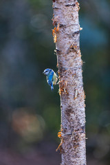 HERRERILLO COMUN - Eurasian blue tit (Cyanistes caeruleus)