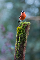 Eurasian bullfinch, common bullfinch or bullfinch - CAMACHUELO COMUN (Pyrrhula pyrrhula)