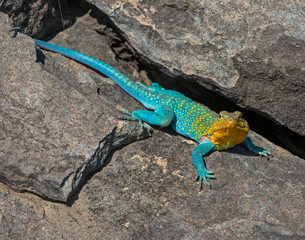 Male Eastern Collared Lizard
