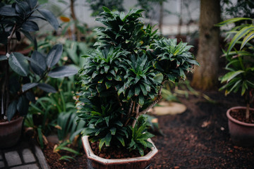 Thick thickets of plants in the greenhouse. Jungle, the screensaver