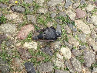 The Crow has fallen to the ground