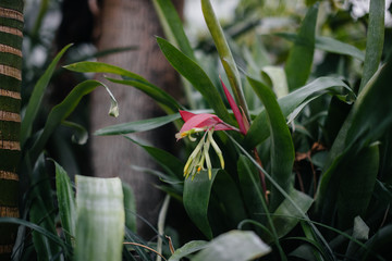 A tropical plant close up in the dense thickets of the jungle. Tropics