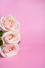 Fototapeta na wymiar Rose roses on pink background. Womens day concept. 8th march. Mothers day. Copy space.
