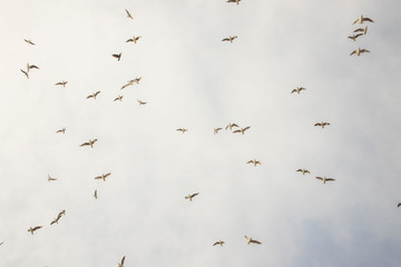 Birds in flight, freedom. Silhouette. Flock of birds.