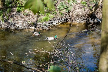 wild ducks swimming on a fast current of a small river surrounded by lush vegetation of the park
