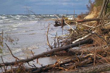 The view of a flooded coastline with fallen trees during the storm in Riga, Latvia. Lielupe river estuary to the Baltic sea