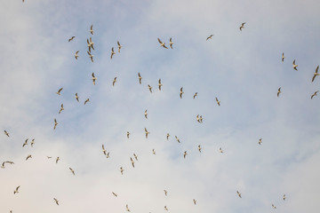 Birds in flight, freedom. Silhouette. Flock of birds.