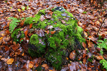 Baumstumpf mit Moosbesatz