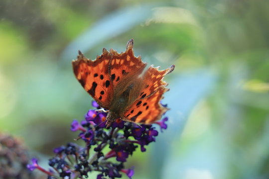 Comma butterfly or Polygonia C Album