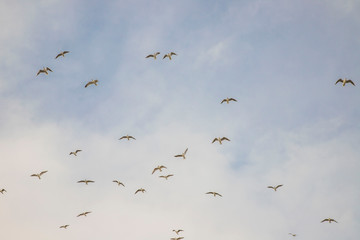 Birds in flight, freedom. Silhouette. Flock of birds.