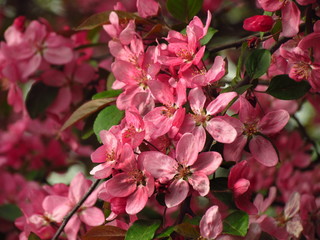 Cherry blossom branch Prunus serrulata with multiple dark pink flower buds about to bloom.Close up of branch