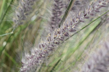 Grass detail