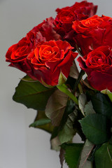 Bouquet of beautiful red roses on a gray background, greeting or holiday concept, selective focus