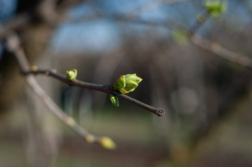 Blooming young green leaves on tree branch.