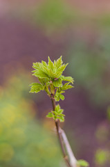 First green leaves bloom on twig in early spring.