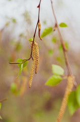 First green leaves and seeds on birch branch.