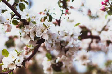 Inflorescences apple tree as natural background.