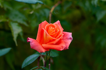 One coral rose bud on dark green blurred background.