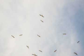 Birds in flight, freedom. Silhouette. Flock of birds.