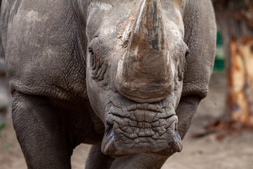 Fototapeta premium Big black rhino in nature close-up