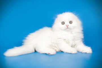 Scottish fold longhair cat on colored backgrounds