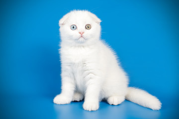 Scottish fold shorthair cat on colored backgrounds