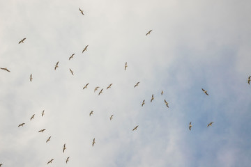 Birds in flight, freedom. Silhouette. Flock of birds.