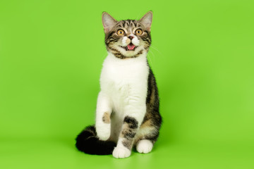 Obraz premium Scottish straight shorthair cat on colored backgrounds