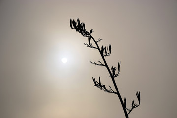Flax stems and pods in the mist with the sun shining through
