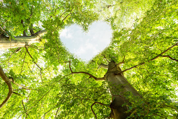 Herz, Herzform in den Baumkronen. Liebe zur Natur