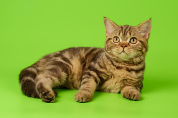 Scottish straight shorthair cat on colored backgrounds