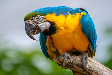 Portrait of blue-and-yellow macaw, Ara ararauna, also known as the blue-and-gold macaw