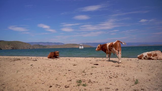 Cows on the beach. Animals on Lake Baikal. Livestock.