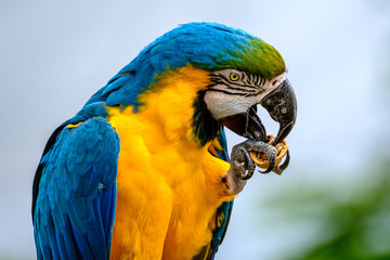 Portrait of blue-and-yellow macaw, Ara ararauna, also known as the blue-and-gold macaw © FotoCorn