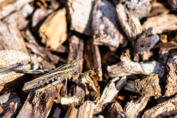 Chorthippus brunneus known as common field grasshopper in British park