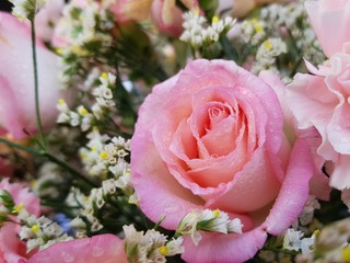 pink rose in the garden