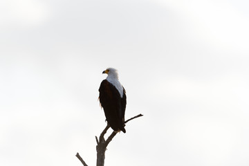 Fish eagle in the wilderness of Africa