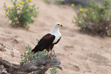 Fish eagle in the wilderness of Africa