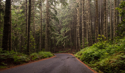 Bosque