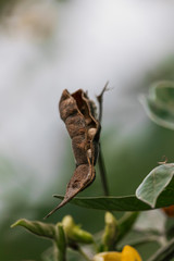 Dried Pigeon Peas On A Tree.
