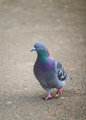 Rock dove or common pigeon or feral pigeon in Kelsey Park, Beckenham, Greater London. The dove (pigeon) is walking towards the viewer. Rock dove or common pigeon (Columba livia), UK.